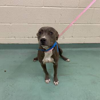 Rescue Mixed Breed Dogs for Adoption in Memphis, Tennessee - G | PetCurious