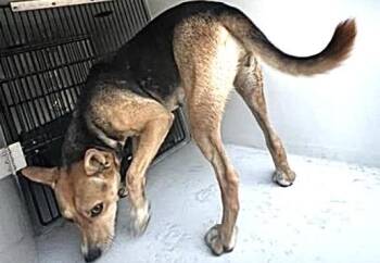 A661071 -  German Shepherd Dog Dog for Adoption in Houston, Texas - A661071 | PetCurious