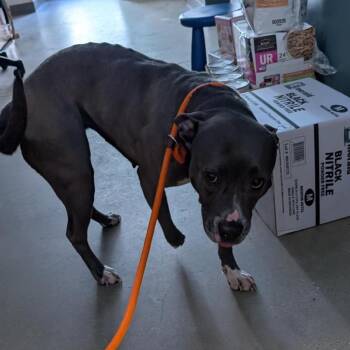Ocean Water -  Pit Bull Terrier Dog for Adoption in Baltimore, Maryland - Ocean Water | PetCurious