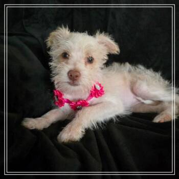 Nada -  Terrier and Poodle Dog for Adoption in Chandler, Arizona - Nada | PetCurious