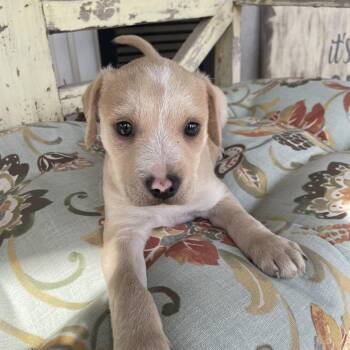Labrador Retriever and Jack Russell Terrier Dogs Available for Adoption - Toffee | PetCurious