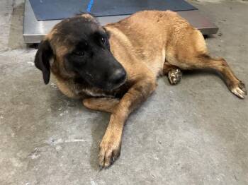 PUMPKIN -  Anatolian Shepherd and Mixed Breed Dog for Adoption in Camarillo, California - PUMPKIN | PetCurious