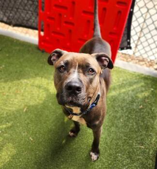COCO CHANEL -  Pit Bull Terrier Dog for Adoption in Minneapolis, Minnesota - COCO CHANEL | PetCurious