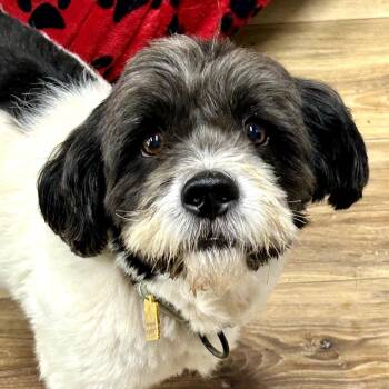 Moo Moo -  Shih Tzu Dog for Adoption in Rockville, Maryland - Moo Moo | PetCurious