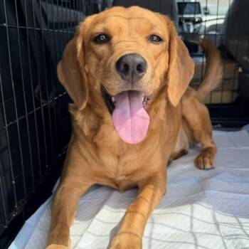 Peanut -  Golden Retriever Dog for Adoption in Williston, Vermont - Peanut | PetCurious