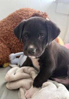 Strawberry -  Mixed Breed Dog for Adoption in Lindenhurst, New York - Strawberry | PetCurious