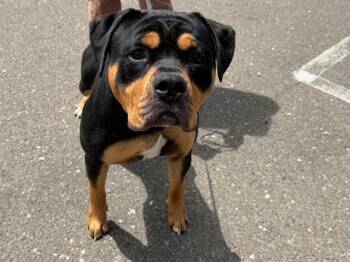 BEAR -  Pit Bull Terrier Dog for Adoption in Santa Rosa, California - BEAR | PetCurious