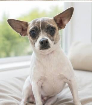 Tilly -  Chihuahua Dog for Adoption in Sparta, Wisconsin - Tilly | PetCurious