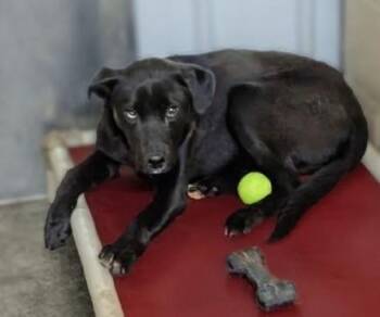 Black Labrador Retriever Dogs Available for Adoption - Tyler | PetCurious