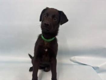 Sandra -  German Shepherd Dog and Mixed Breed Dog for Adoption in Golden Valley, Minnesota - Sandra | PetCurious