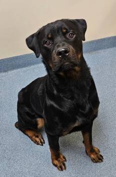 Damian -  Rottweiler Dog for Adoption in Suffolk, Virginia - Damian | PetCurious
