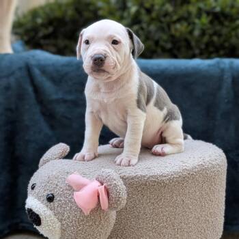 Pit Bull Terrier and Mixed Breed Dogs Available for Adoption in Tyrone, Georgia - Minty Lou Who 03-1008 | PetCurious