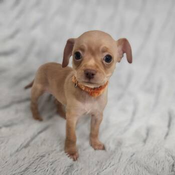 Horizon -  Terrier and Mixed Breed Dog for Adoption in Henderson, Nevada - Horizon | PetCurious
