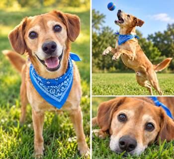 Frankie -  Labrador Retriever Dog for Adoption in Tonawanda, New York - Frankie | PetCurious