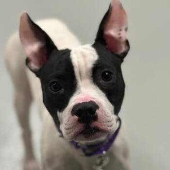 Jolene -  Boston Terrier and Mixed Breed Dog for Adoption in Jersey City, New Jersey - Jolene | PetCurious