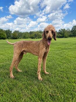 Perry Jul 26 -  Standard Poodle and Golden Retriever Dog for Adoption in Pacolet, South Carolina - Perry Jul 26 | PetCurious
