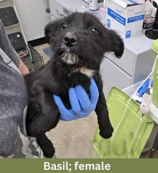 Basil -  Terrier Dog for Adoption in Rathdrum, Idaho - Basil | PetCurious
