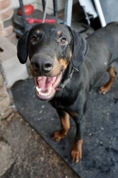 Conejo -  Doberman Pinscher Dog for Adoption in Tucson, Arizona - Conejo | PetCurious