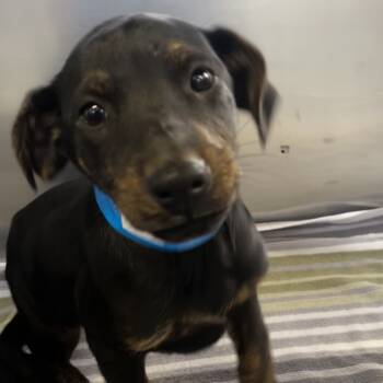 Rescue Black Labrador Retriever and Mixed Breed Dogs for Adoption in Goleta, California - Grinch | PetCurious