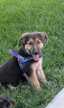 Stella Lou -  German Shepherd Dog Dog for Adoption in Midway, Utah - Stella Lou | PetCurious