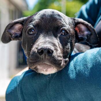 Granddaddy Purple -  Pit Bull Terrier Dog for Adoption in Kennebunk, Maine - Granddaddy Purple | PetCurious