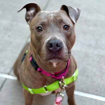 Rescue Mixed Breed Dogs for Adoption in Pittsburgh, Pennsylvania - Daisy | PetCurious