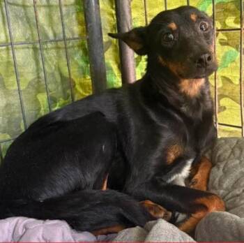 Delmar -  Miniature Pinscher Dog for Adoption in Ringwood, New Jersey - Delmar | PetCurious