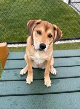 Lulu -  Beagle and Great Pyrenees Dog for Adoption in Malvern, Pennsylvania - Lulu | PetCurious