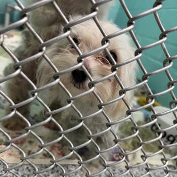 Mixed Breed Dogs Available for Adoption - Turnover | PetCurious