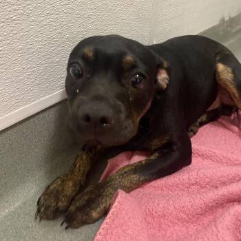 C000-308 -  Pug and Pit Bull Terrier Dog for Adoption in Westminster, California - C000-308 | PetCurious