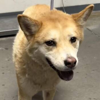 Franchesca -  Shiba Inu and Mixed Breed Dog for Adoption in Yuma, Arizona - Franchesca | PetCurious