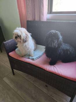 Rescue Shih Tzu Dogs for Adoption in Salmon, Idaho - Bear & Trouble | PetCurious