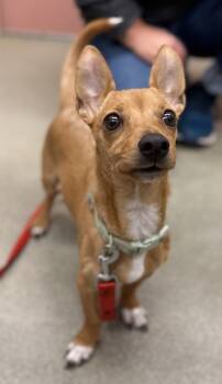 Rescue Chihuahua and Dachshund Dogs for Adoption in Valley View, Ohio - Elf | PetCurious