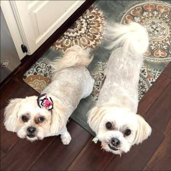Jirge -  Shih Tzu and Maltese Dog for Adoption in Thompson Falls, Montana - Jirge | PetCurious