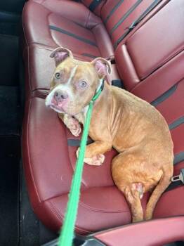 Talahasee -  Mixed Breed Dog for Adoption in Atlanta, Georgia - Talahasee | PetCurious