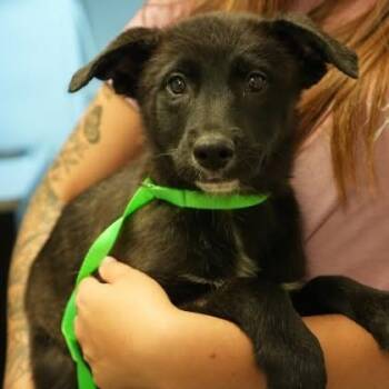 Kelly -  Shepherd and Mixed Breed Dog for Adoption in Allentown, Pennsylvania - Kelly | PetCurious