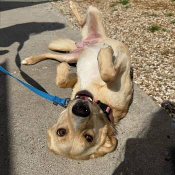 Labrador Retriever Dogs Available for Adoption in New York, New York - Miss Piggy | PetCurious