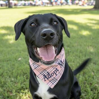 Black Labrador Retriever Dogs Available for Adoption - Virginia | PetCurious