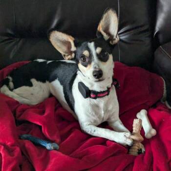 Laney -  Rat Terrier and Chihuahua Dog for Adoption in Alma, Wisconsin - Laney | PetCurious