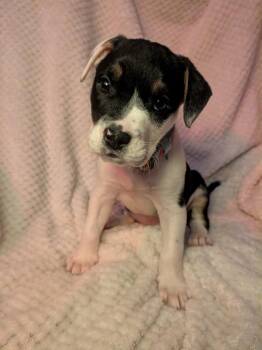 Strawberry -  Mixed Breed Dog for Adoption in St. Augustine, Florida - Strawberry | PetCurious