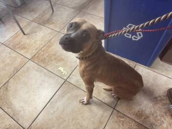 Sadie May -  Mixed Breed Dog for Adoption in Cincinnati, Ohio - Sadie May | PetCurious