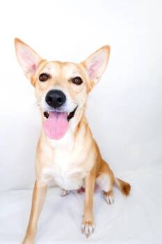 Foxie -  Shepherd Dog for Adoption in Bixby, Oklahoma - Foxie | PetCurious