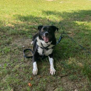 MILOH -  Border Collie and Mixed Breed Dog for Adoption in Methuen, Massachusetts - MILOH | PetCurious