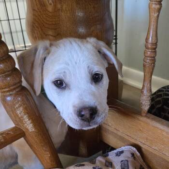 Pit Bull Terrier and Rat Terrier Dogs Available for Adoption in Wyandotte, Michigan - Colby Cheese | PetCurious
