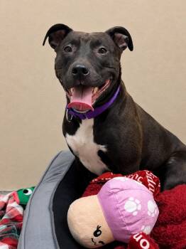 Cami -  Pit Bull Terrier Dog for Adoption in Liverpool, New York - Cami | PetCurious