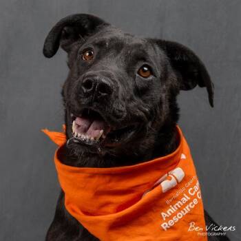 Rescue Labrador Retriever and Mixed Breed Dogs for Adoption in Albuquerque, New Mexico - BABY MAMA | PetCurious