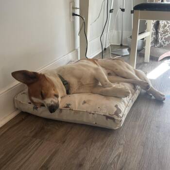 Terrier and Nova Scotia Duck Tolling Retriever Dogs Available for Adoption in Charlottesville, Virginia - Mallard | PetCurious