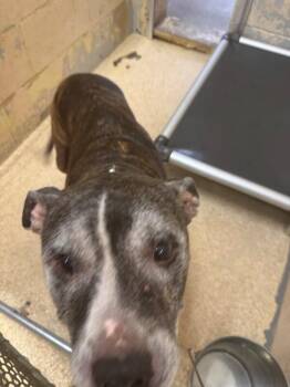 Princess (actual) -  Mixed Breed Dog for Adoption in Cincinnati, Ohio - Princess (actual) | PetCurious