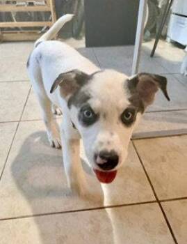Tiffany -  Husky and Shepherd Dog for Adoption in Mesa, Arizona - Tiffany | PetCurious