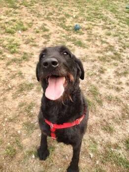 Charlie -  Labrador Retriever and Poodle Dog for Adoption in Middle Township, New Jersey - Charlie | PetCurious